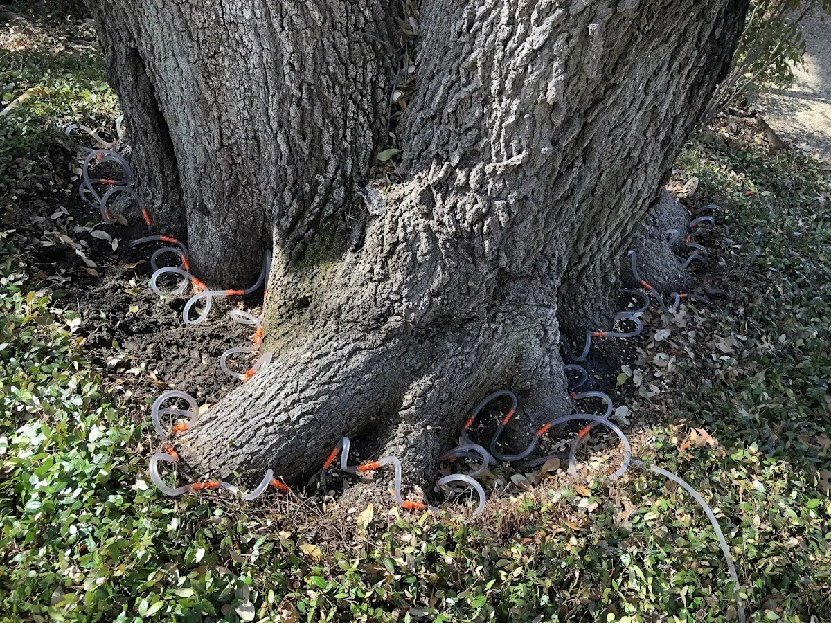 Detailed Tree Cabling and Bracing job site in Swedesburg