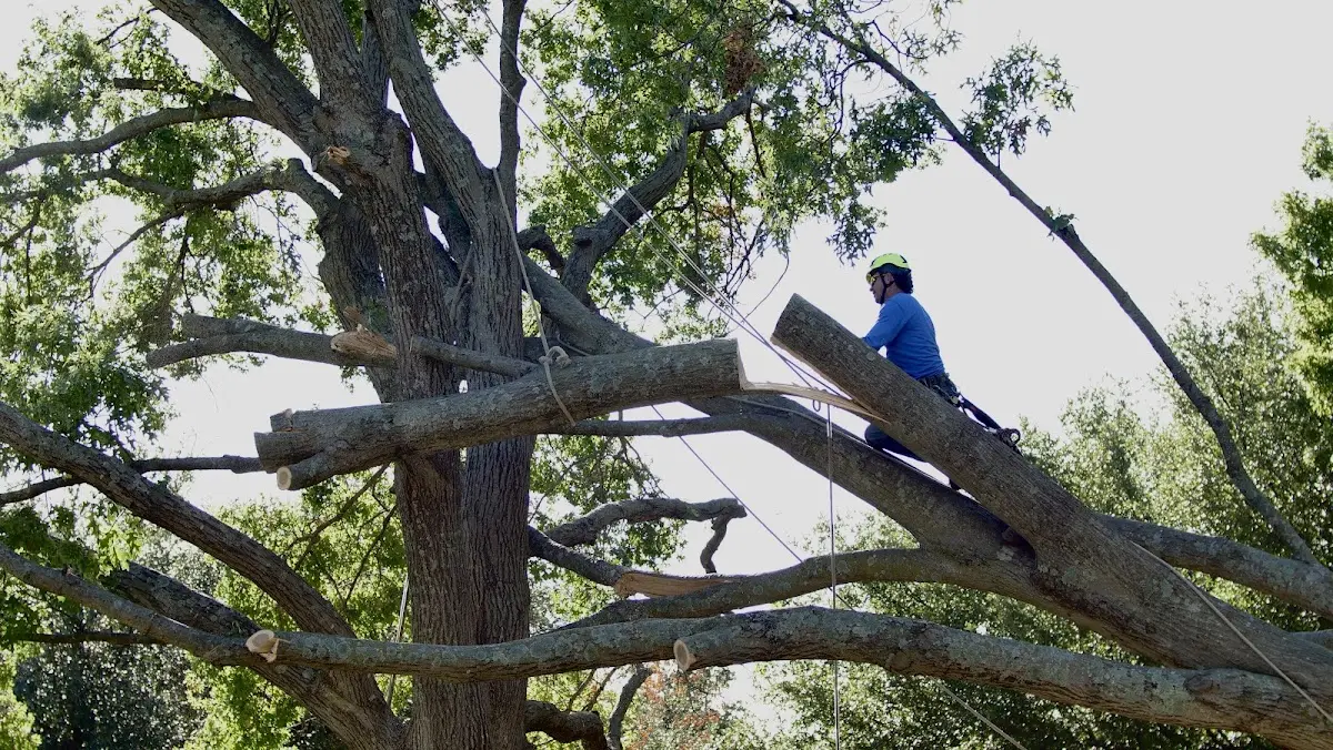 Professional Crown Thinning performed by certified arborists in Swedesburg