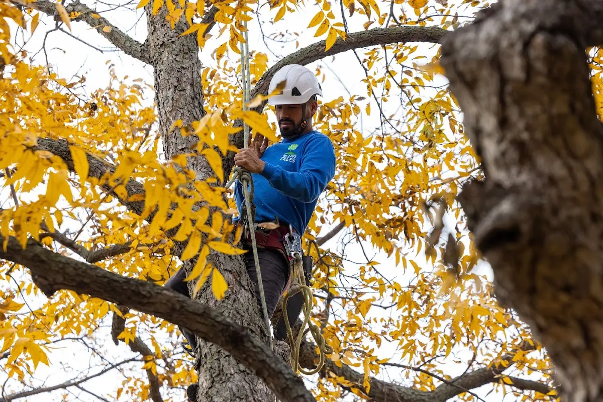 Skilled Tree Pruning crew working in Swedesburg
